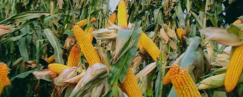 鲁北67玉米种简介，夏播生育期101天