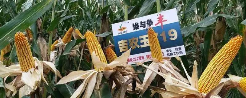 吉农玉719玉米种的简介，从出苗至成熟需要127天左右