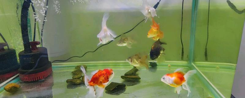 金鱼怎么喂食,幼年期每天饲喂2-3次