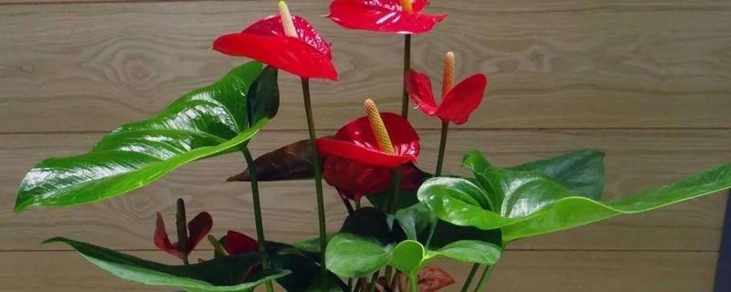 红掌叶子中间干枯破洞的原因，可能是光照不足或感染虫害所致
