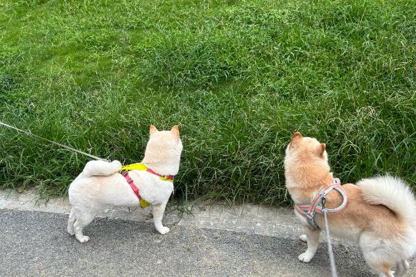 狗狗大便干硬如何处理，可调整饮食结构并让它多喝水