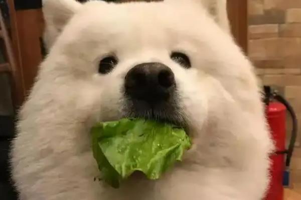 狗狗大便干硬如何处理，可调整饮食结构并让它多喝水