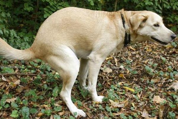 狗狗大便干硬如何处理，可调整饮食结构并让它多喝水