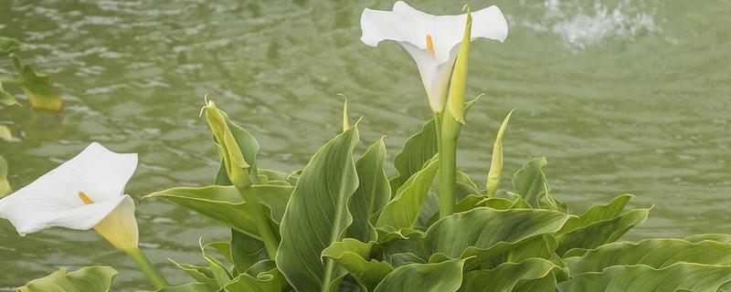 白马蹄莲的花语，寓意幸福和纯洁等