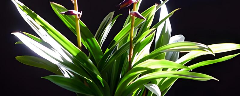 墨兰花剑枯萎如何处理，剪除枯萎的花剑可节省养分