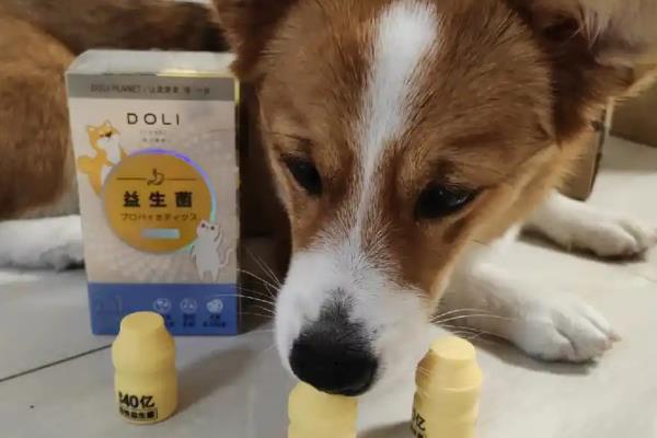 狗狗大便干硬如何处理，可调整饮食结构并让它多喝水