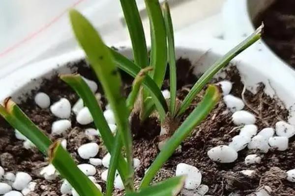 彼岸花的盆栽养殖方法，适合生长在较为阴暗的环境中
