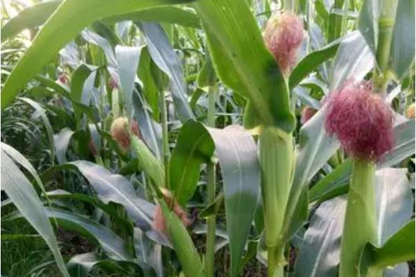 鲁北67玉米种简介，夏播生育期101天