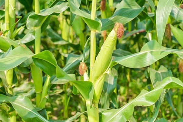 鲁北67玉米种简介，夏播生育期101天
