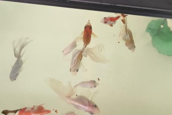 金鱼怎么喂食,幼年期每天饲喂2-3次