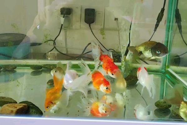 金鱼怎么喂食,幼年期每天饲喂2-3次