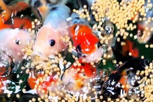 金鱼怎么喂食,幼年期每天饲喂2-3次