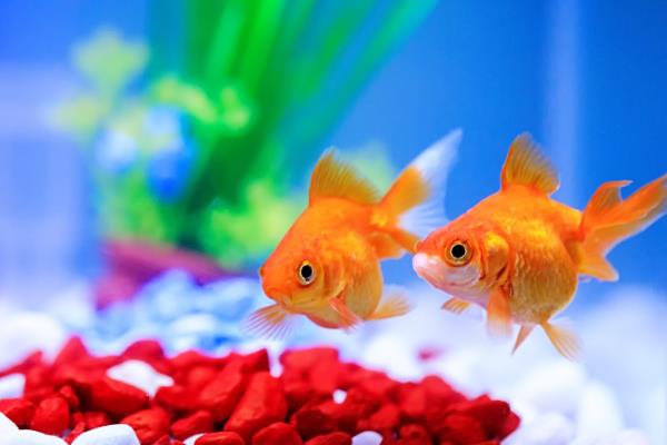 金鱼怎么喂食,幼年期每天饲喂2-3次