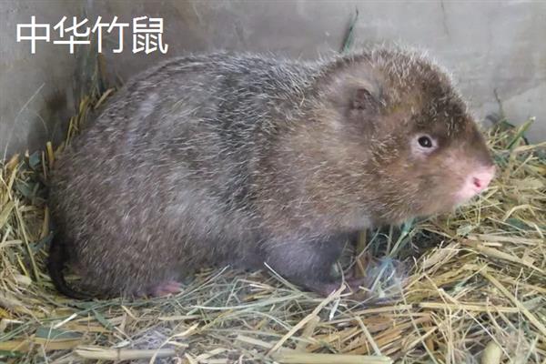竹鼠的生物学特征，身体粗壮呈圆筒形