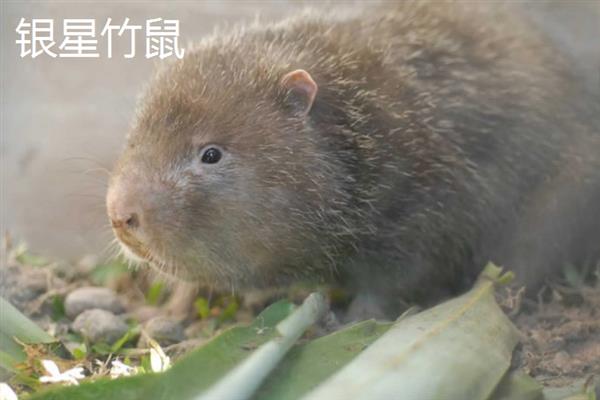 竹鼠的生物学特征，身体粗壮呈圆筒形