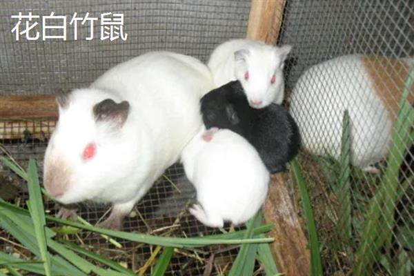 竹鼠的生物学特征，身体粗壮呈圆筒形
