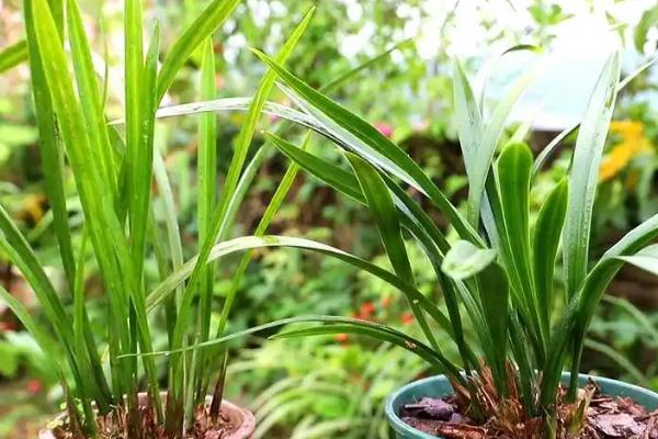 兰花分盆栽种的方法，填土时摇动花盆可让根系充分接触土壤