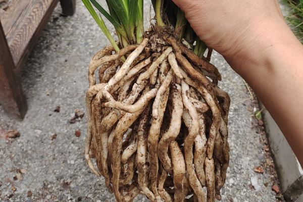 兰花分盆栽种的方法，填土时摇动花盆可让根系充分接触土壤