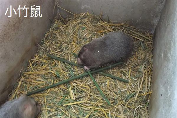竹鼠的生物学特征，身体粗壮呈圆筒形