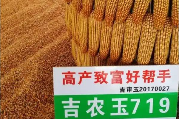吉农玉719玉米种的简介，从出苗至成熟需要127天左右
