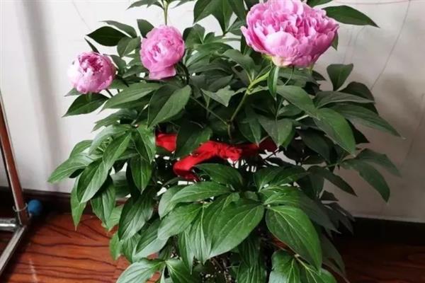 盆栽芍药的过冬方法，在室内养护并提供光照