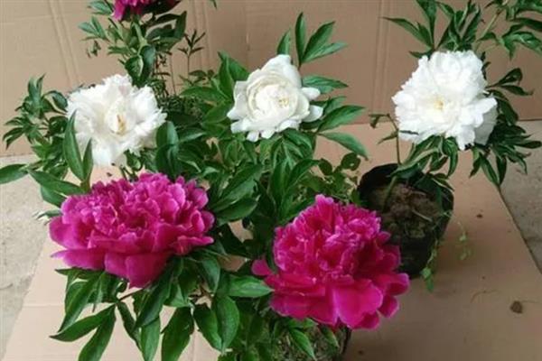 盆栽芍药的过冬方法，在室内养护并提供光照