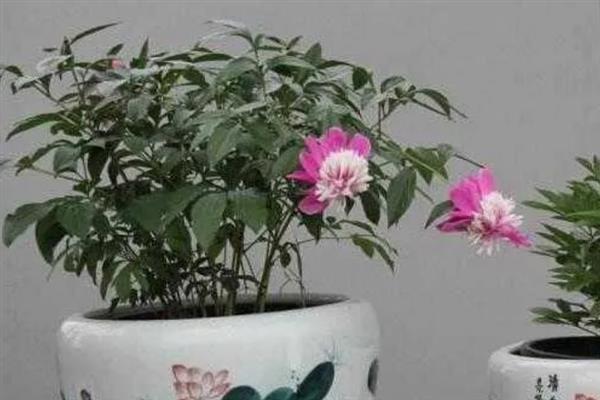 盆栽芍药的过冬方法，在室内养护并提供光照