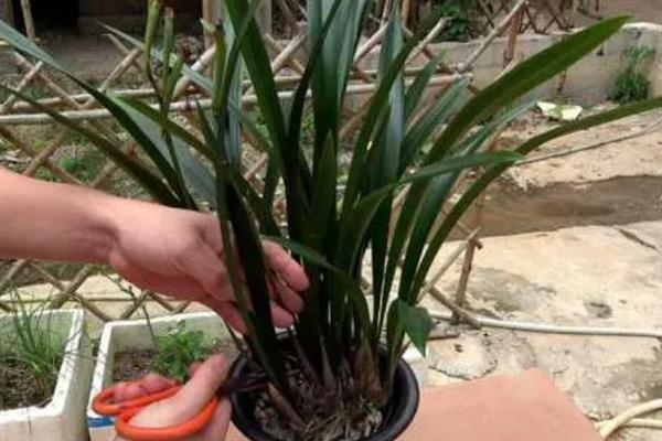 墨兰花剑枯萎如何处理，剪除枯萎的花剑可节省养分