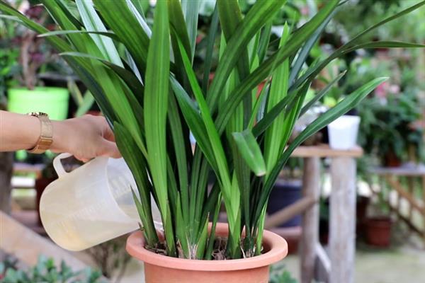 墨兰花剑枯萎如何处理，剪除枯萎的花剑可节省养分