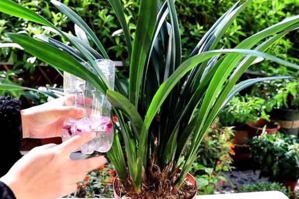 墨兰花剑枯萎如何处理，剪除枯萎的花剑可节省养分