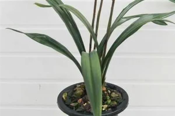 墨兰花剑枯萎如何处理，剪除枯萎的花剑可节省养分