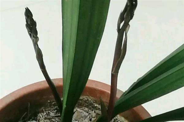 墨兰花剑枯萎如何处理，剪除枯萎的花剑可节省养分