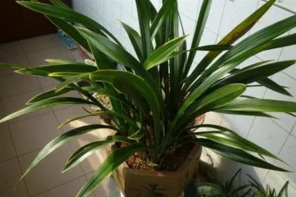 墨兰花剑枯萎如何处理，剪除枯萎的花剑可节省养分