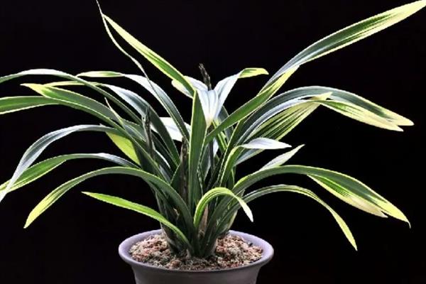 墨兰花剑枯萎如何处理，剪除枯萎的花剑可节省养分