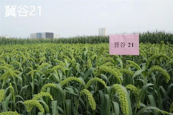 谷子有哪些品种，推荐冀谷20、冀谷21等