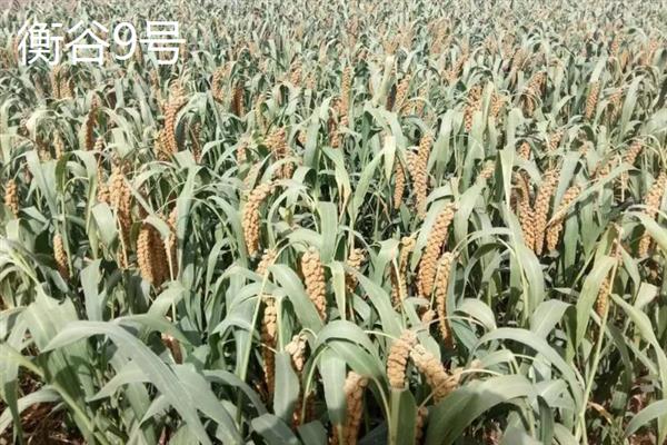 谷子有哪些品种，推荐冀谷20、冀谷21等