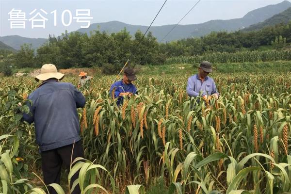 谷子有哪些品种，推荐冀谷20、冀谷21等