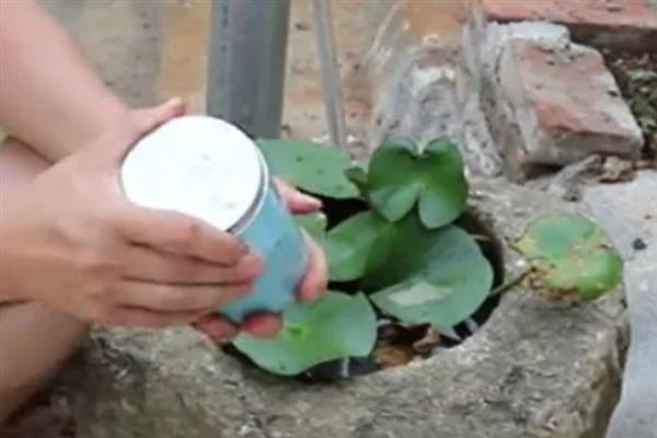 睡莲如何分株，可以在每年的春季进行