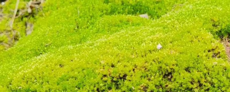 苔藓的简介，属于天然的低等植物