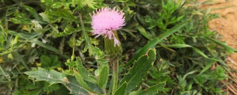 什么时候采摘刺儿菜，在每年的6-7月份