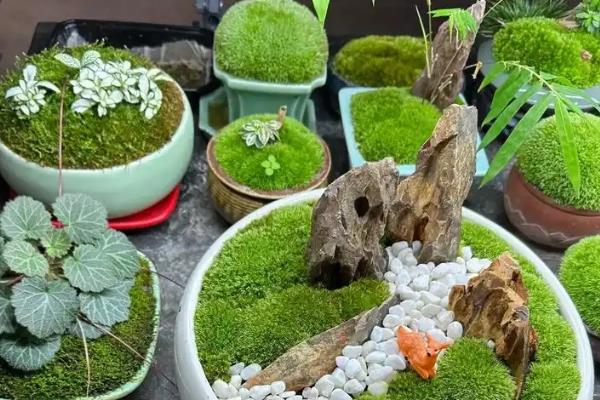 苔藓的简介，属于天然的低等植物