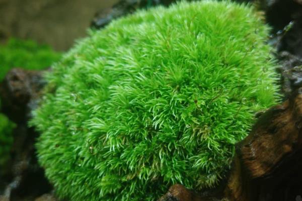 苔藓的简介，属于天然的低等植物