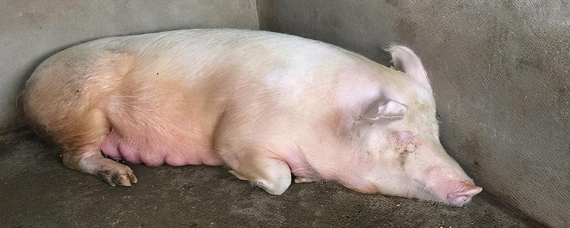 母猪呕吐不食怎么治疗，查找原因后对症治疗
