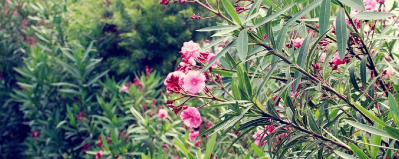 夹竹桃的修剪方法，定植第二年要抹除顶端的嫩芽