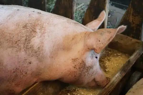 母猪呕吐不食怎么治疗，查找原因后对症治疗