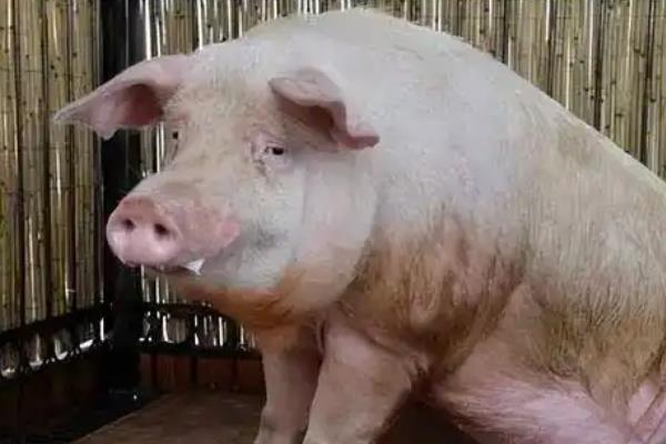 母猪呕吐不食怎么治疗，查找原因后对症治疗