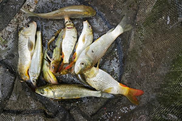 顿口漂相有什么特点,浮漂会出现有力的下顿动作