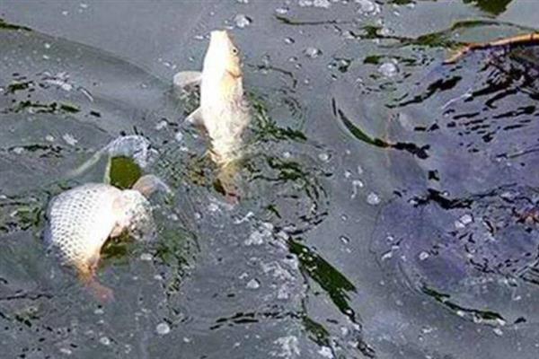 顿口漂相有什么特点,浮漂会出现有力的下顿动作