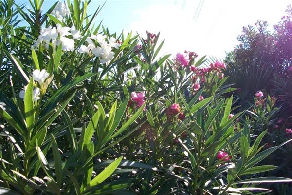 夹竹桃的修剪方法，定植第二年要抹除顶端的嫩芽