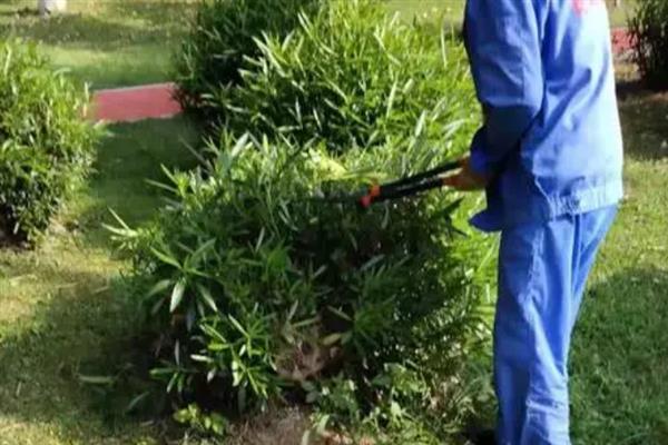 夹竹桃的修剪方法，定植第二年要抹除顶端的嫩芽